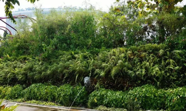 濱海灣花園游步道邊的垂直綠化