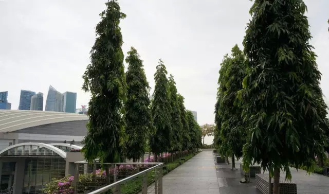  過街天橋綠化
