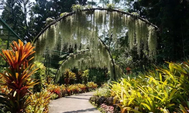 國家植物園鳳梨園拱門